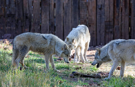 Wolf pack