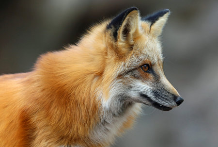 Red fox in profile