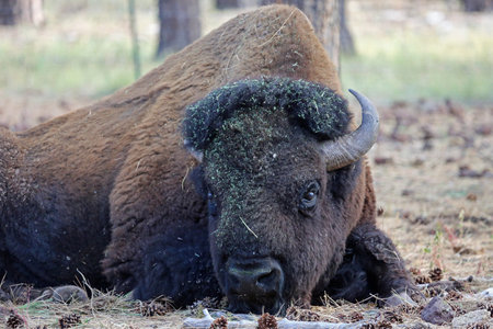 Buffalo portrait