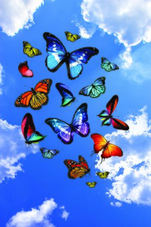 sky and beautiful butterfly