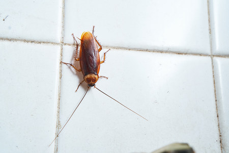 Cockroach crawling on bathroom white tile wallの写真素材