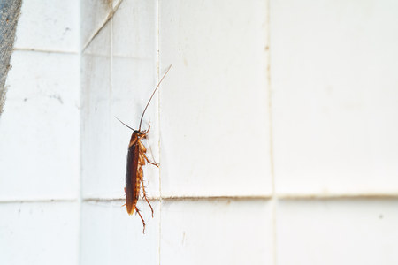 Cockroach crawling on bathroom white tile wallの写真素材