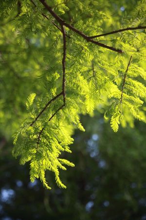Leaf under sunshineの写真素材