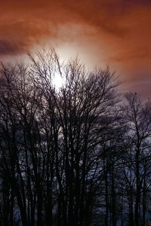 tree silhouettes with the sun in the background