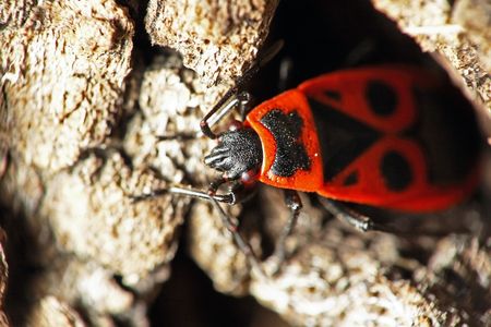 fire bug on a tree bark, extreme depth of fieldの写真素材