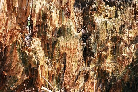 dried and cracked treeの写真素材