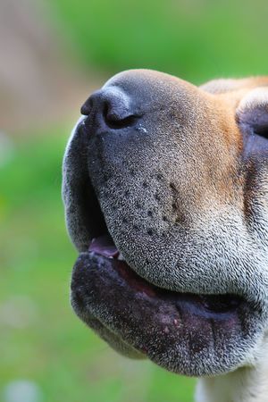 young shar peiの写真素材