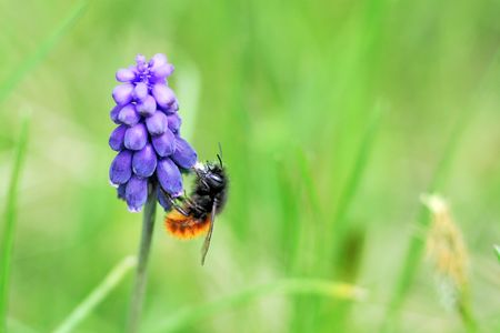 bee on a purple flowerの写真素材