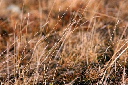 texture of a dry grassの写真素材