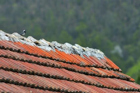 bird on a house roof in the mountains