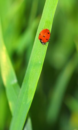 ladybug on a green plantの写真素材
