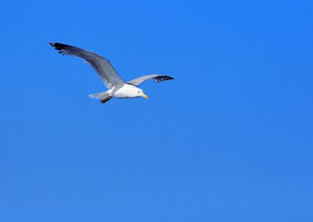 flying seagull in the airの写真素材