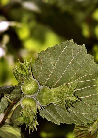 fresh hazelnut on a treeの写真素材