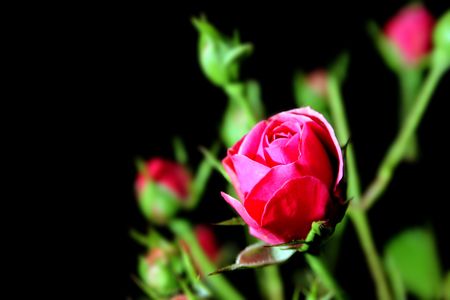 red roses in nature on black backgroundの写真素材