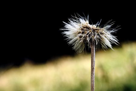 macro shot - dandelion flower の写真素材
