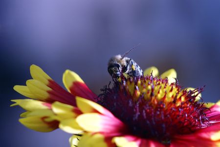 macro shot - bee working on a flowerの写真素材