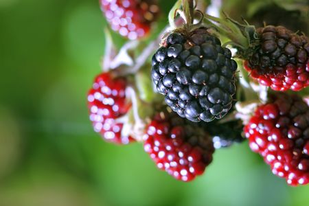 red and black blackberries in nature