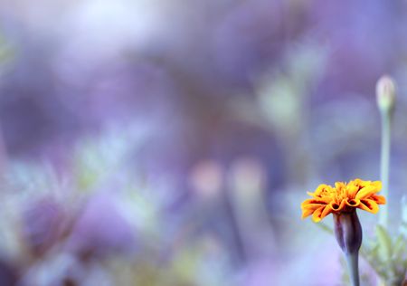 photo of tiny yellow frower, on cian backgroundの写真素材