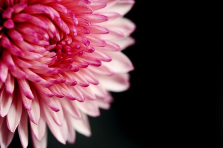 abstract close up shot of a red-white flowerの写真素材