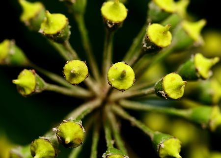 strange green plant, close up shotの写真素材