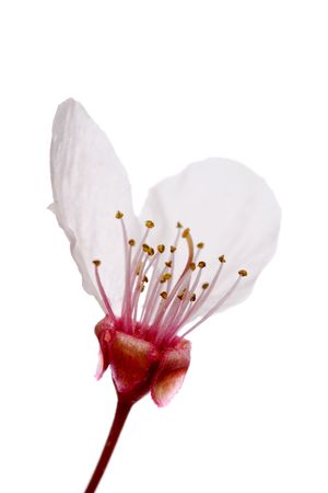 macro shot of plum tree flower isolated on whiteの写真素材