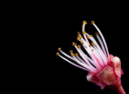 plum tree flower isolated on black backgroundの写真素材