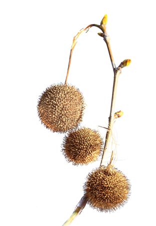 dry plant hanging a branch with budsの写真素材