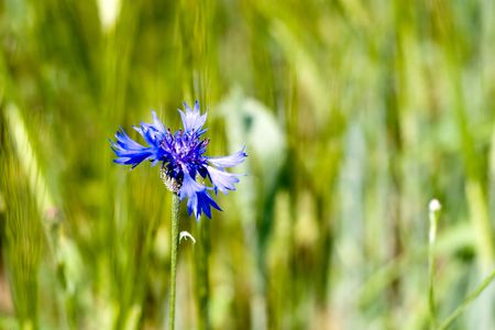 blue flower with a wheat field background