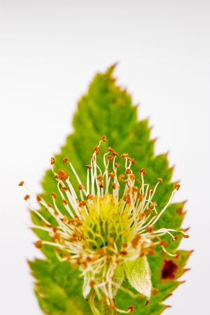 blackberry flower and a leaf, close up photo