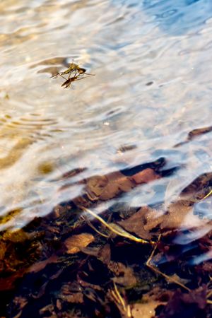 insect walking on water surfaceの写真素材