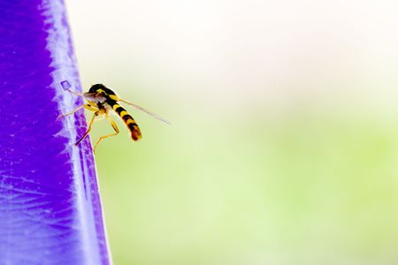 close up shot of a small hoverflyの写真素材