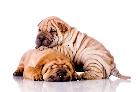 two Shar Pei  dogs, almost one month oldの写真素材
