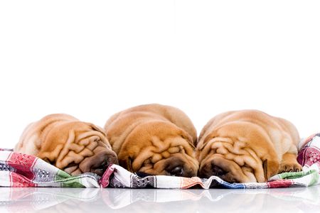 three Shar Pei  dogs, almost one month oldの写真素材