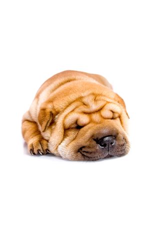 Shar Pei  dog, almost one month oldの写真素材