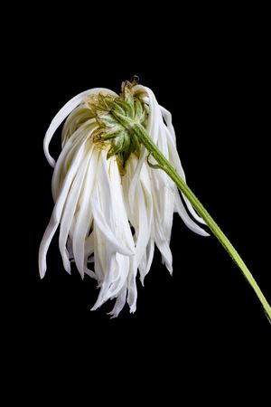 dry white flower, isolated on black backgroundの写真素材