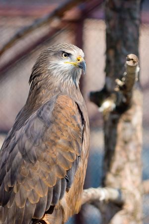 Portrait of brown falconの写真素材