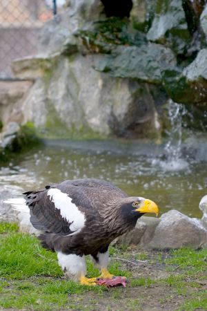 Eagle eating meatの写真素材