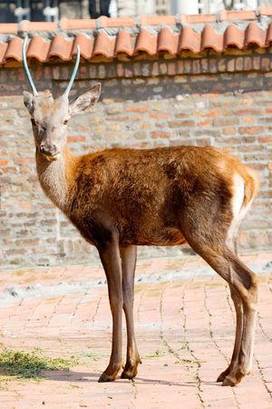 deer in a zoo, looking at the cameraの写真素材