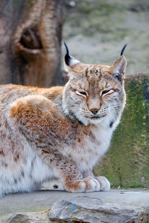portrait of a lynx in natureの写真素材