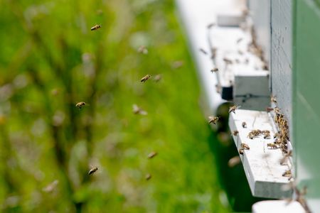bees flying in and out of a hiveの写真素材