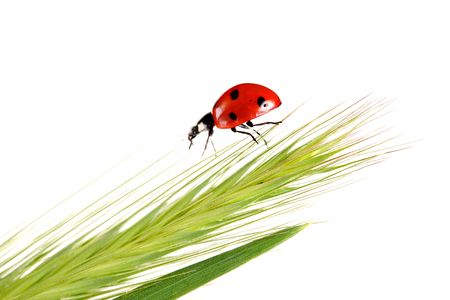 ladybug on a plant, isolated on whiteの写真素材