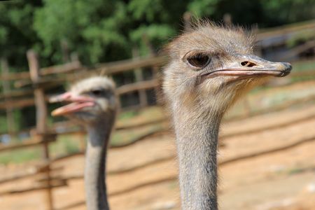 portrait of an ostrich in a farmの写真素材