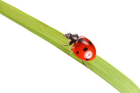 ladybug on a plant, isolated on whiteの写真素材