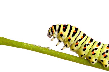 green caterpillar of swallowtail isolated on whiteの写真素材