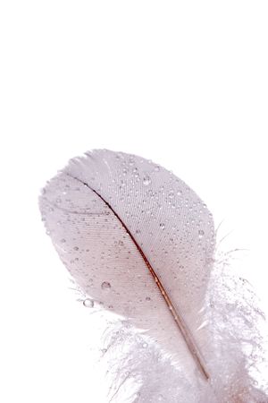 feather with water drops, isolated on whiteの写真素材
