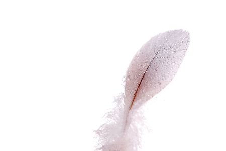 feather with water drops, isolated on whiteの写真素材