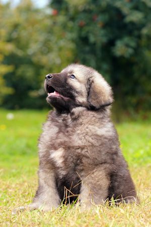 Sarplaninec - Shara Mountain Dog, Macedonian shepherd dog, couple of months oldの写真素材