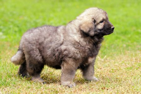 Sarplaninec - Shara Mountain Dog, Macedonian shepherd dog, couple of months oldの写真素材