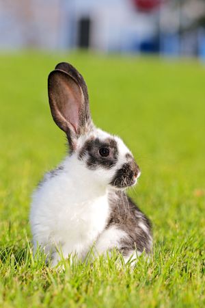 white - gray rabbit lying in a green meadow
の写真素材