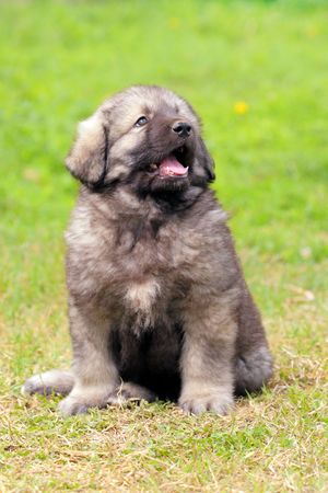 Sarplaninec - Shara Mountain Dog, Macedonian shepherd dog, couple of months oldの写真素材